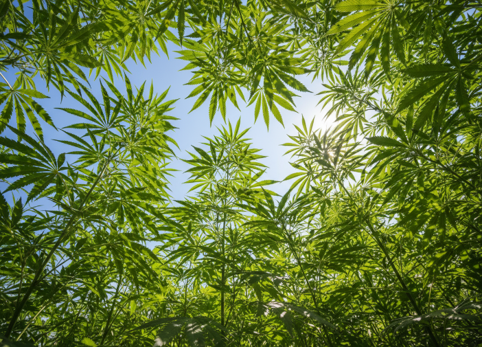 plus feuilles moins de tete et plus espacés